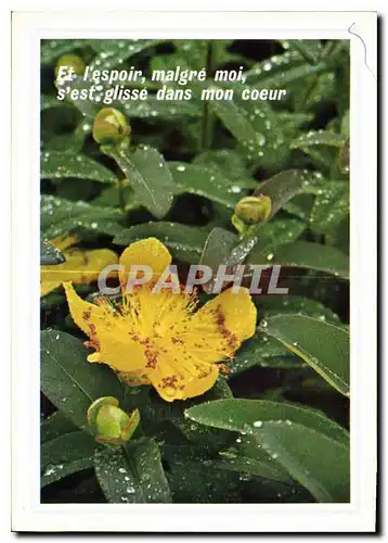 Cartes postales moderne Perles de pluie sur les fleurs