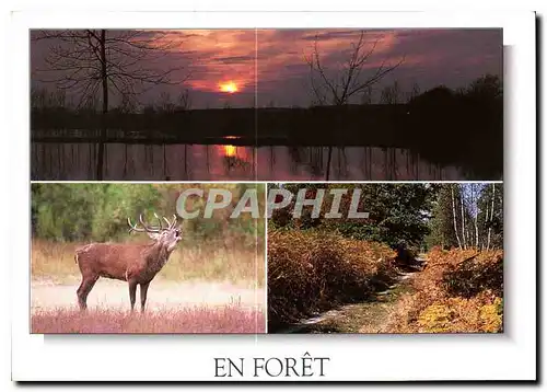 Cartes postales moderne En Foret