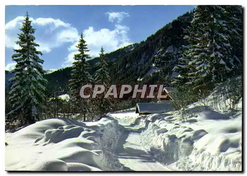 Cartes postales moderne Image de nos Montagnes en hiver Chemin de neige a travers les sapins