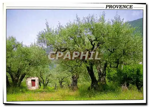 Cartes postales moderne Champs D'Oliviers Provence