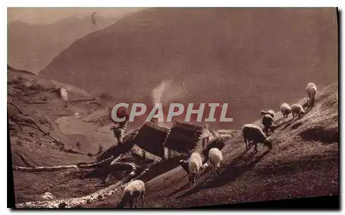 Ansichtskarte AK Gavarnie environs H P Paturages dans la montagne Moutons