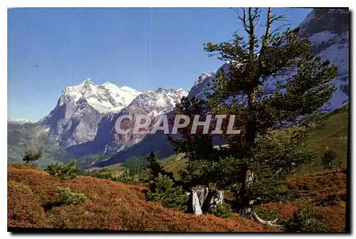 Cartes postales moderne Kleine Scheidegg Wetterhorn