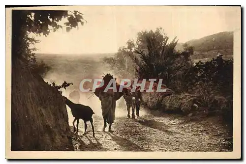 Cartes postales Gafsa Dans la poussiere Ane Mule