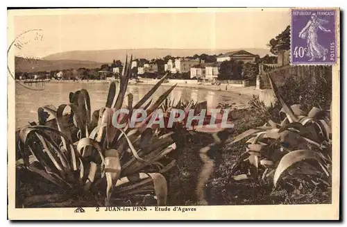 Cartes postales Juan les Pins Etude d'Agaves