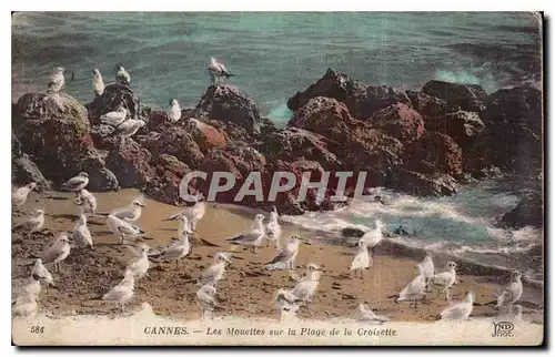 Cartes postales Cannes les Mouettes sur la Plage de la Croisette