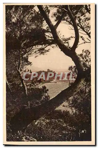 Cartes postales Cote d'Azur Le Cap Ferrat vu a travers les Pins d'Alep