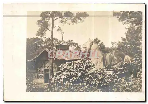 CARTE PHOTO Maison Tigre