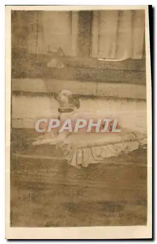 CARTE PHOTO Chien