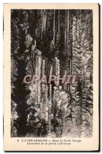 Cartes postales L'Aven Armand Dans la Foret Vierge Ensemble de la Partie interieure