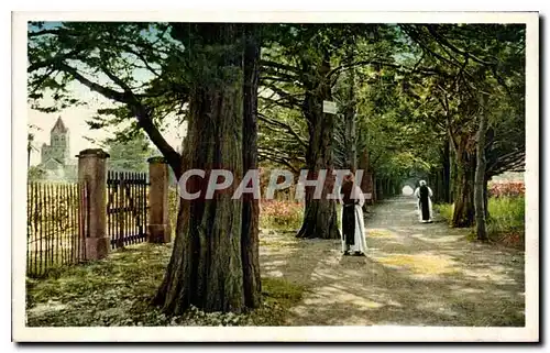 Ansichtskarte AK Ile Saint Honorat Allee des Cypres conduisant au Monastere