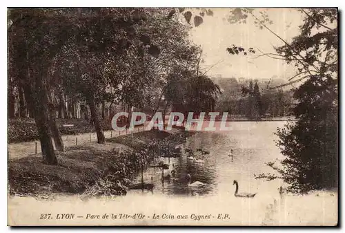 Cartes postales Lyon Parc de la Tete d'Or le Coin Aux Cygnes