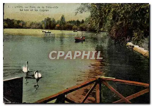 Cartes postales Lyon Parc de la Tete d'Or le Lac et les Cygnes