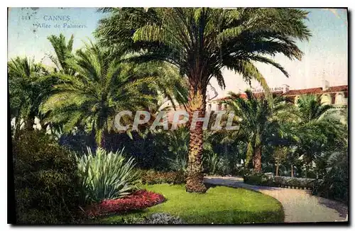 Cartes postales Cannes Allee de Palmiers