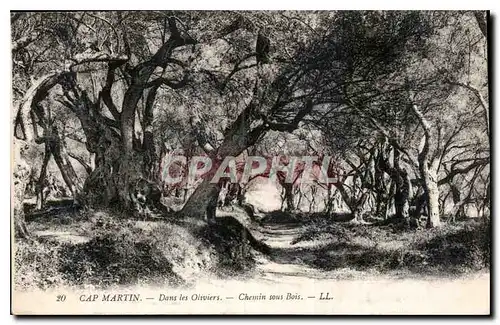 Cartes postales Cap Martin Dans les Oliviers chemin sous bois