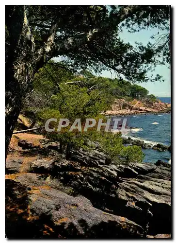 Cartes postales moderne Pinede et Calanque de la Cote d'Azur