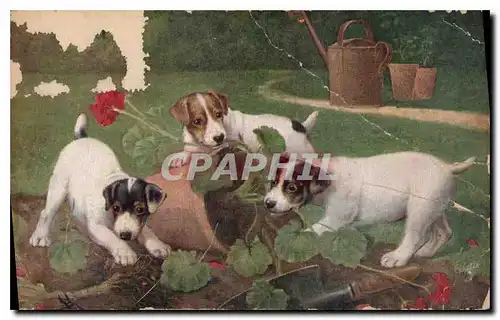 Cartes postales Raphael Toule & Sons Oilette Chiens