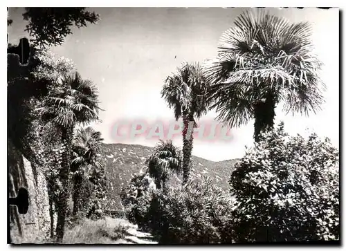 Cartes postales moderne Nyons L'allee des Palmiers