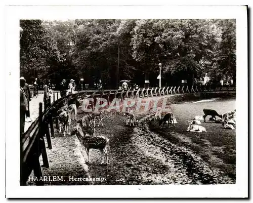 Cartes postales moderne Haarlem Hertenkamp