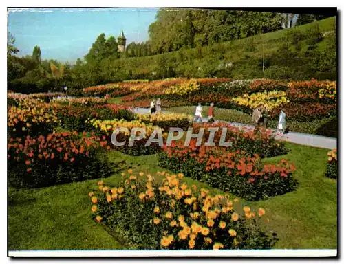 Cartes postales Insel Mainau im Bodensee Dahlien in Sudgarten