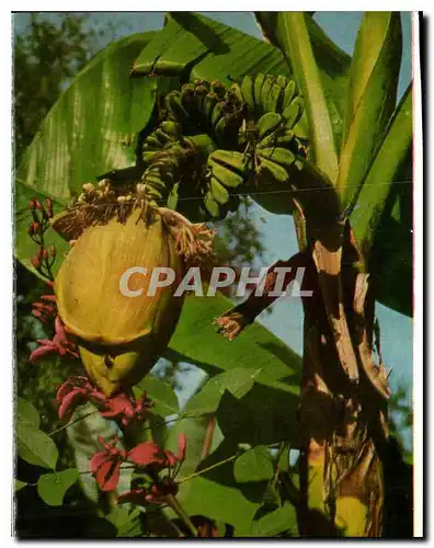 Cartes postales Insel Mainau im Bodensee Fruchttragende Bananenstaude im Musa Garten