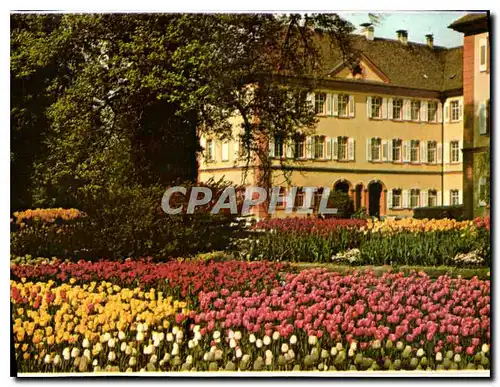 Ansichtskarte AK Insel Mainau im Bodensee Tulpen vor dem Deutsch Ordensschlob