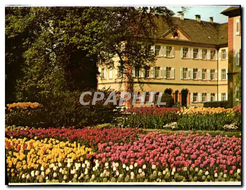 Cartes postales Insel Mainau im Bodensee Tulpen vor dem Deutsch Ordensschlob