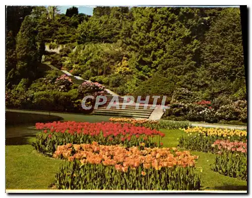 Cartes postales Insel Mainau im Bodensee Ufergarten mit Rhododendrontreppe