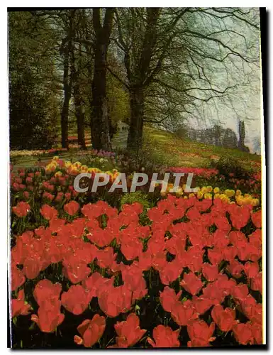 Moderne Karte Insel Mainau im Bodensee Reizvolle partie an der Fruhlingsstrabe mit Hunderttausenden von Tulpen