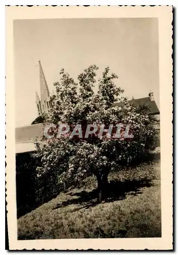 Photo Arbre