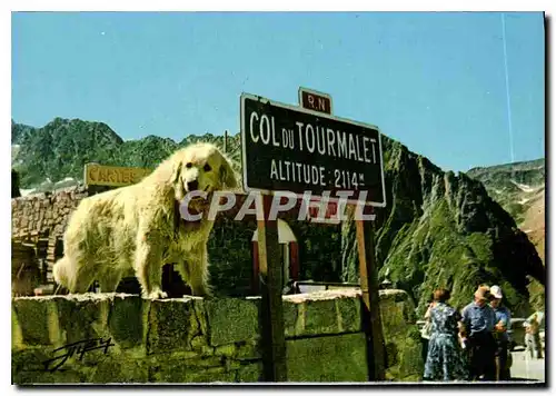 Cartes postales moderne Les Pyrenees Chien des Pyrenees au Col du Tourmalet