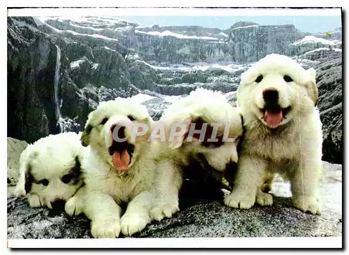 Cartes postales moderne Hautes Pyrenees Chiots des Pyrenees