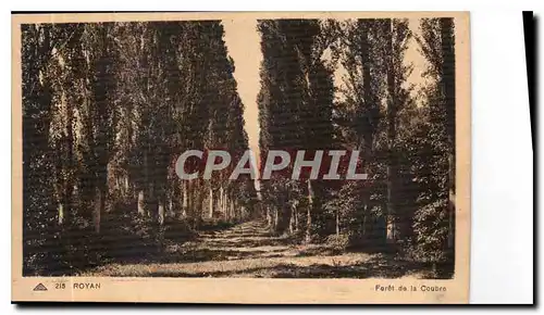 Cartes postales Royan Foret de la Coubre