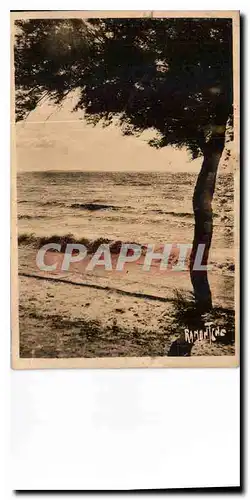 Cartes postales Sous les Tamaris Chatelaillon plage
