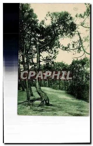 Cartes postales Ile de Re la Couarde plage etude de pins maritimes