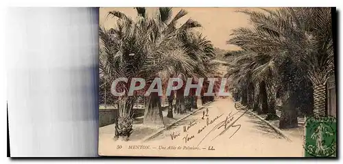 Cartes postales Menton Une Allee de Palmiers