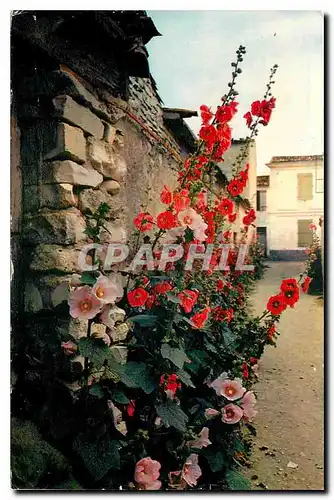 Cartes postales Ile de Re Les Roses Tremieres