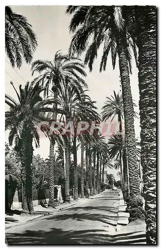 Ansichtskarte AK Images de Chez Nous Cote d'Azur Varoise Hyeres Avenue Godillot