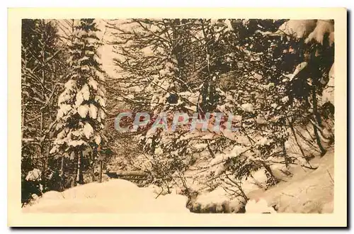 Cartes postales La Giettaz Villas Jeanne d'Arc et St Francois un sous bois d'hiver