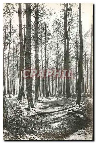 Cartes postales Mimizan plage Landes la foret de pins