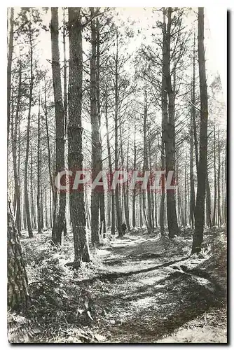 Ansichtskarte AK Mimizan plage Landes la foret de pins