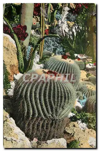 Cartes postales Jardin exotique de Monaco Echinocactus Grusonii Rathbunia Alamosensis