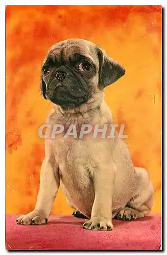 Cartes postales moderne Chien