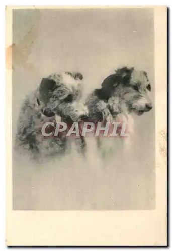 Cartes postales Chiens