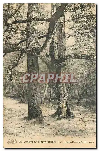 Ansichtskarte AK Foret de Fontainebleau le Chene Charme autre vue