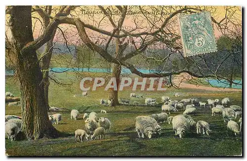 Cartes postales Troupeau Moutons