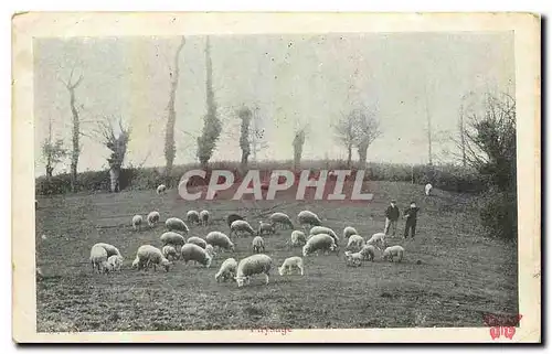 Cartes postales Paysage Moutons