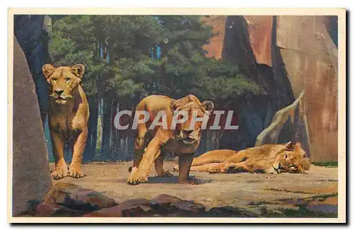 Ansichtskarte AK Museum National D'Histoire Naturelle Parc Zoologique du Bois de Vincennes Paris Lion et Lionnes