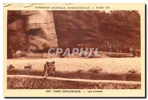 Ansichtskarte AK Exposition Coloniale Internationale Paris Parc Zoologique Les Lionnes Lion