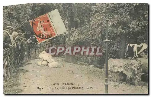 Cartes postales Paris un coin du Jardin des Plantes Pelican Pelicans