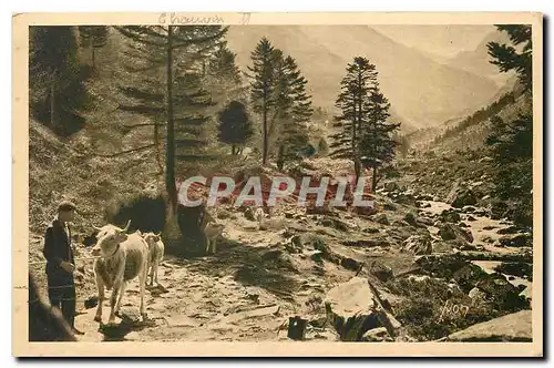 Cartes postales Les Pyrenees sur la route du Lac d'Estom Vache